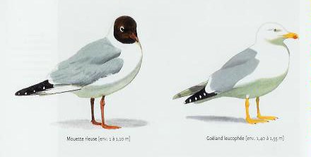 mouette1.jpg