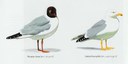 mouette1.jpg