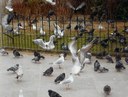 mouette2.jpg