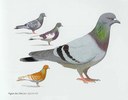 pigeon.jpg