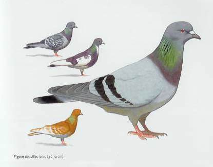 pigeon.jpg