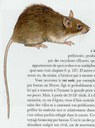 rat_noir.jpg