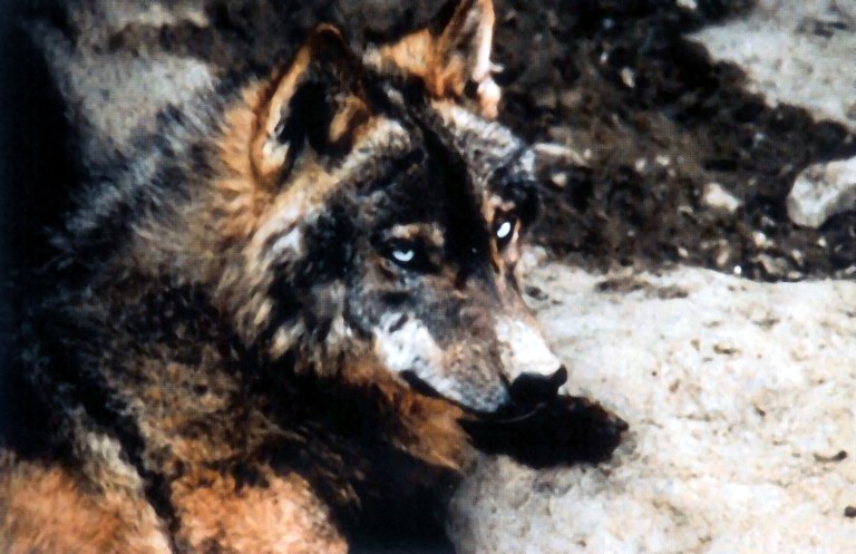 loup.jpg