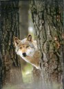 loup-curieux.jpg