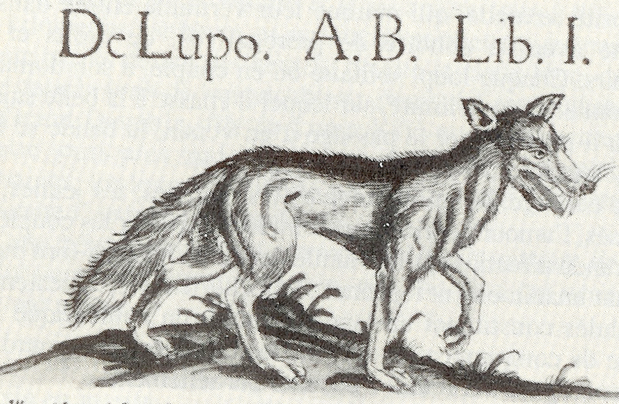 loup320.jpg