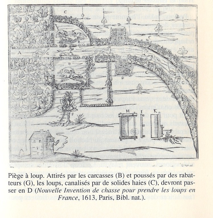 loup331.jpg