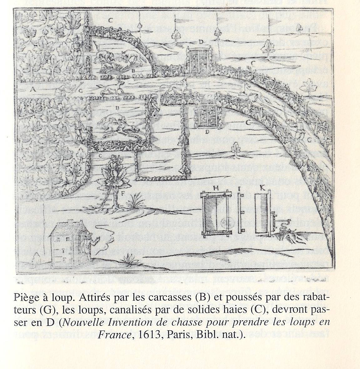 loup331.jpg