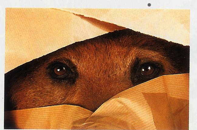 logo-chien.jpg