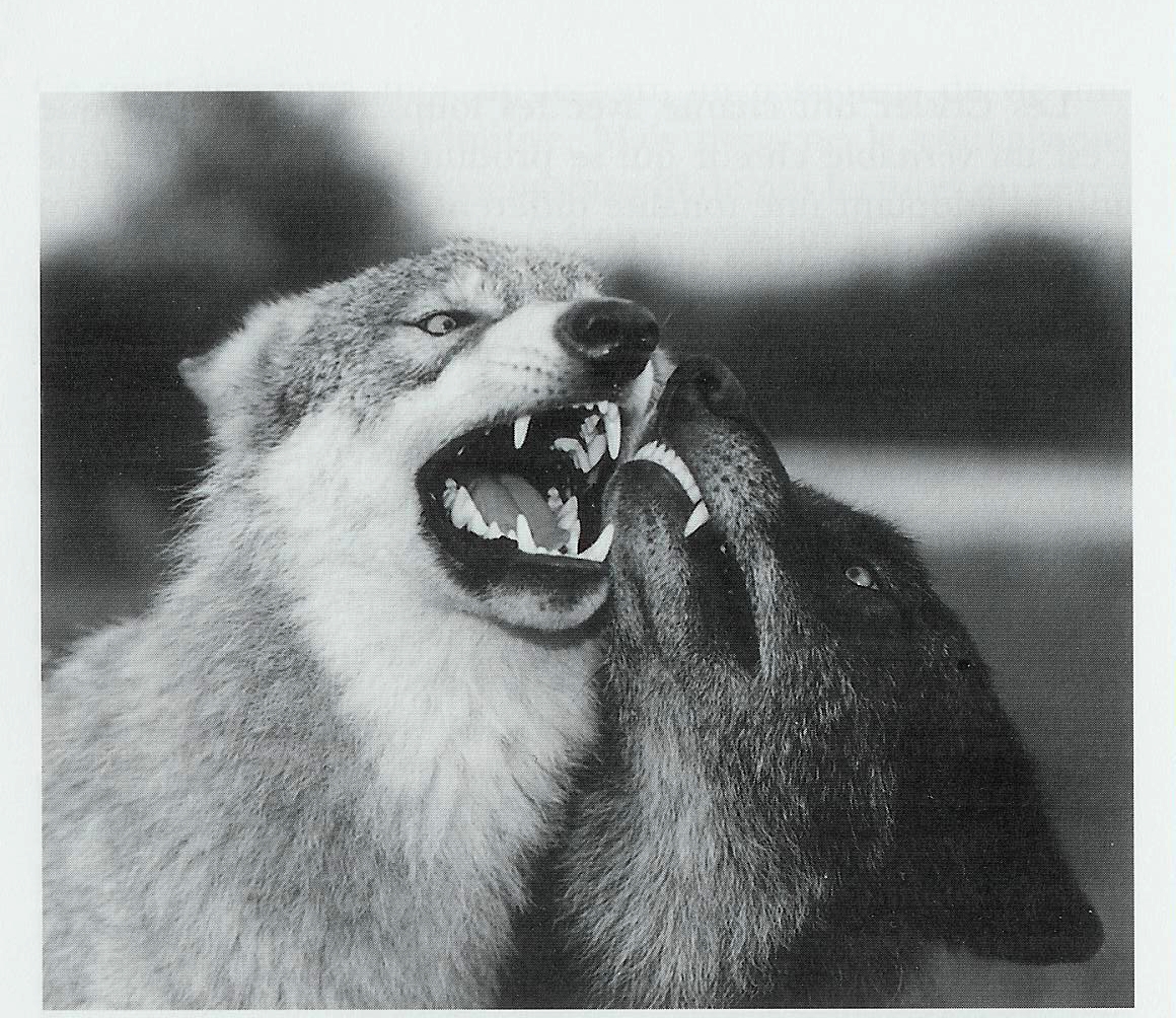 loups-domine-dominant.jpg