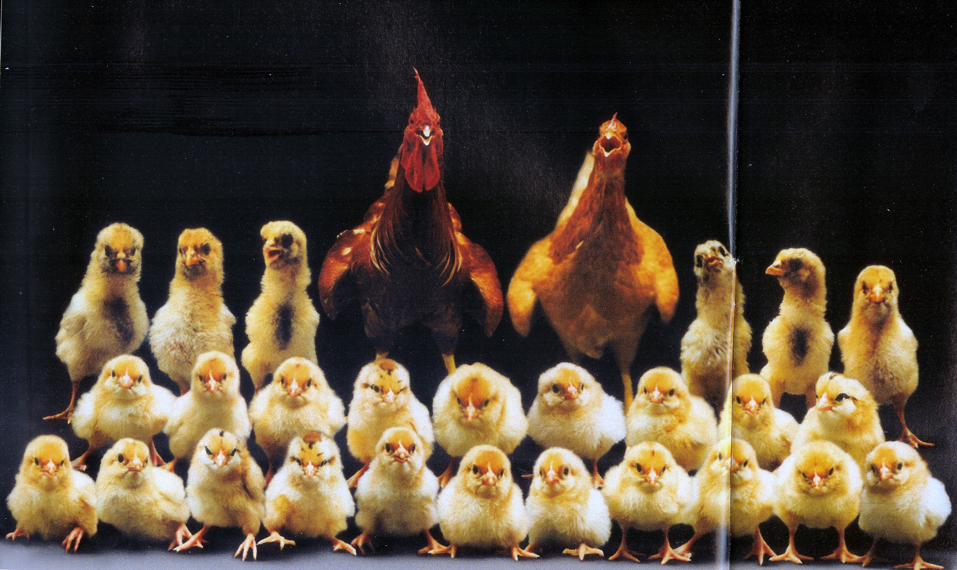 famille.jpg