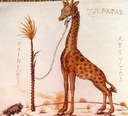 Girafe - vers 1450