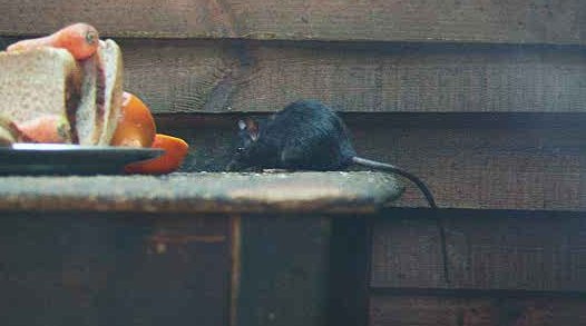 Rattus rattus (rat noir)