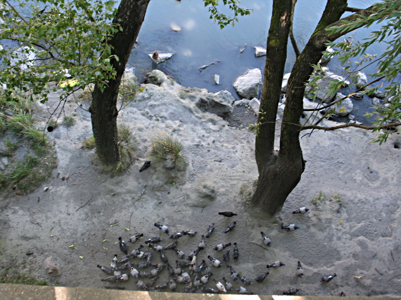 Pigeons