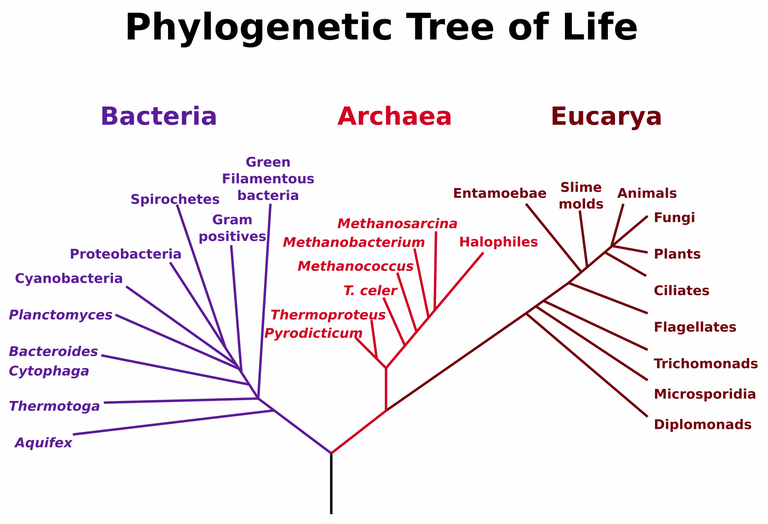 Arbre phylogénétique de la vie